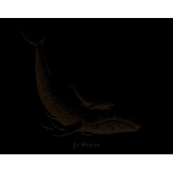 PETITE BALEINE